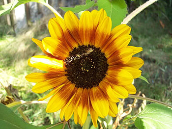 Sunflower, variegated, other, flower HD wallpaper