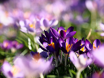 nature, crocus HD wallpaper