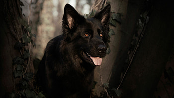 German Shepherd, Black , , Striking canine beauty HD wallpaper