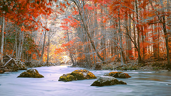 Autumn in Hunterdon County, New Jersey, leaves, forest, usa, fall, trees, colors HD wallpaper