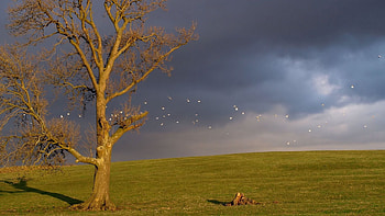 Nature, Birds, Sky, Horizon, Wood, Tree, Mainly Cloudy, Overcast, Gloomy HD wallpaper