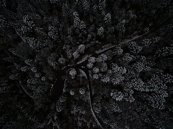 Nature, Trees, View From Above, Forest, Switzerland, Snow Covered, Snowbound HD wallpaper