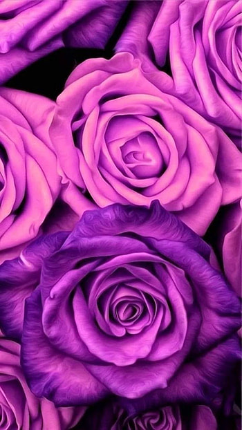 purple flower, pink flower, flower, nature, rose HD phone wallpaper