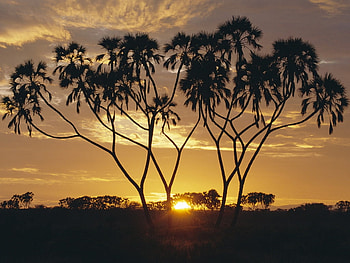 Doum Palms, palms, trees, nature, sunsets HD wallpaper