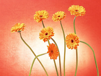 ~Gerbera Flower~, soft, nature, gerbera, flower HD wallpaper