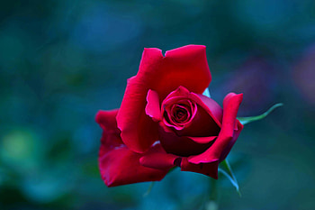 Macro, Rose Flower, Rose, Petals, Bud, Blur, Smooth HD wallpaper