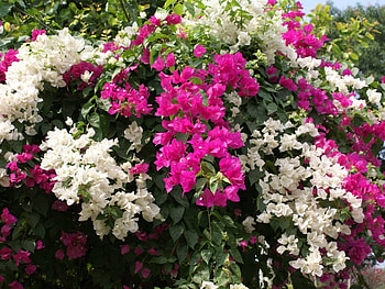 Plants, Flowers HD wallpaper