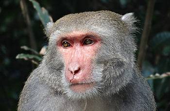 Animals, Muzzle, Sight, Opinion, Toque, Macaque, Taiwan HD wallpaper