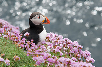 Puffin, pink, bird, flower, pasari HD wallpaper