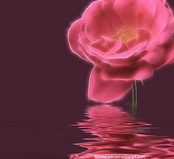 Pink Beauty Reflection, beauty, filter, pink, refraction effects, reflection, flower, fractalius, nature, fractal HD wallpaper