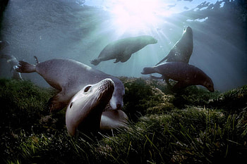 Playful to a Point, seals, animals HD wallpaper
