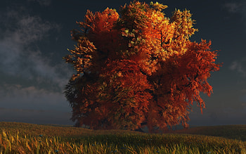 Plants, Landscape, Nature, Trees HD wallpaper