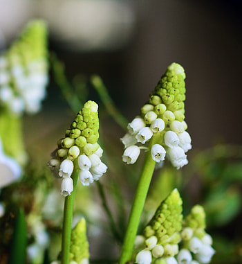 Hyacinth, flora, blur, bud HD phone wallpaper