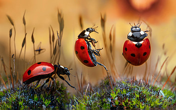 Ladybugs, animal, macro, insect HD wallpaper