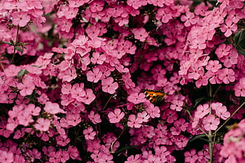 A beautiful butterfly perched on vibrant pink phlox flowers in full bloom. HD wallpaper