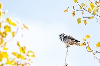 Animals, Owl, Bird, Wood, Tree, Predator HD wallpaper