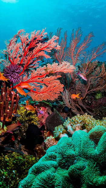 Colorful coral, Exquisite , Coral reef graphy, Nature's beauty HD phone wallpaper