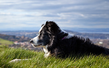 Border collie, , Animal , Loyal HD wallpaper