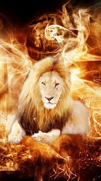 Fire Lion, Lion, Burning HD phone wallpaper