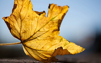 Macro, Sheet, Leaf, Dry, Maple, Veins HD wallpaper