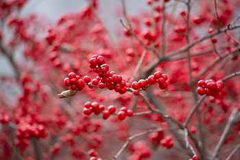 Food, Branch, Berry HD wallpaper