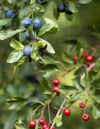 Nature, Leaves, Bilberries, Bush, Branch, Berry HD phone wallpaper