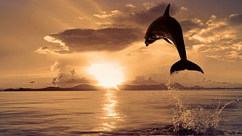 Jumping, Dolphins HD wallpaper