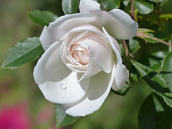 White rose, Bud, Drops, Rose, Petals HD wallpaper