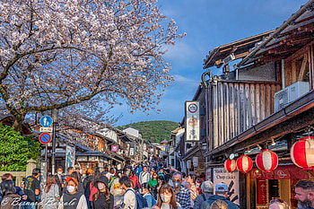 Ultra — Japan's Cherry Blossom Street (Man-made), man made, Japan HD wallpaper
