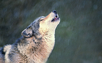 Animals, Muzzle, Wolf, Loneliness, Howl HD wallpaper