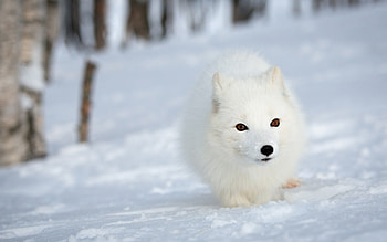Winter Forest, White face, Nature background, Fluffy section HD wallpaper