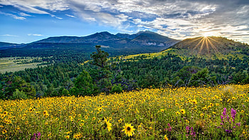 Sunrise at Arizona Valley, arizona, herb, sunrise, pine, valley, clouds, trees, nature, flowers, mountains, forest HD wallpaper