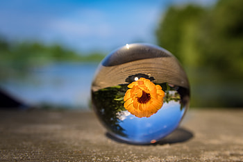 Flowers, Flower, Blur, Smooth, Glass, Ball HD wallpaper