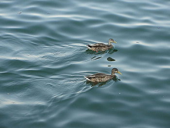 Pair of ducks, ducks, lake michigan, duckies HD wallpaper