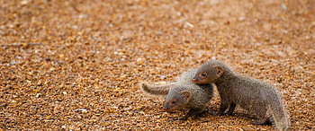 Mongoose, Reintroduced species, Animal conservation, Ecological harmony HD wallpaper