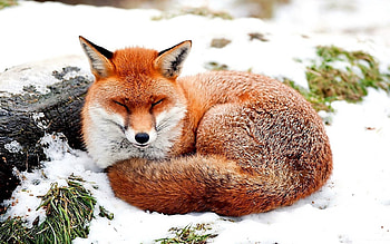 Snow, Animals, Grass, Fox, To Lie Down, Lie HD wallpaper