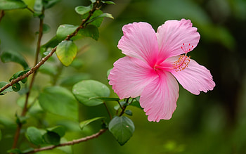 Hibiscus, nature, pink, flower HD wallpaper