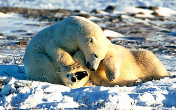 Animals, Snow, Couple, Pair, Bear, Playful, Polar Bear HD wallpaper