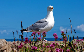 Animals, Sky, Light, Bird, Light Coloured, Color, Gull, Seagull HD wallpaper