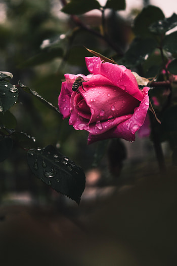 Flowers, Drops, Flower, Plant, Rose Flower, Rose, Bee HD phone wallpaper