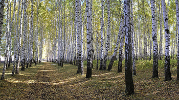Green birch , Birch tree , , 1920x1200 HD wallpaper