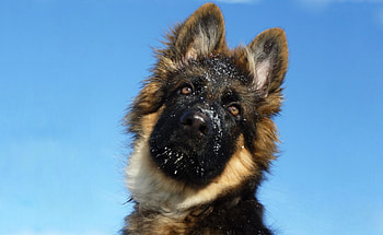 German Shepherd for Dear Friend Triangiel, dogs, cute, Dog, German Shepherd, Triangiel HD wallpaper