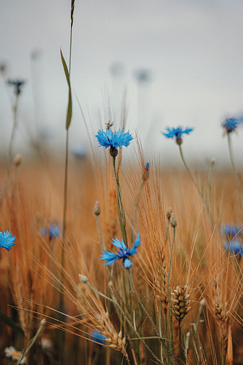 Flowers, Field, Ears, Spikes, Wildflowers, Cornflower HD phone wallpaper