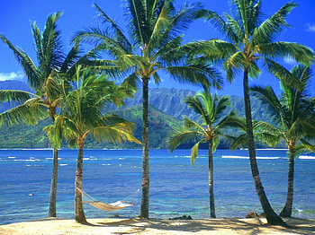 Nature, Sea, Beach, Palms, Shore, Bank, Hammock HD wallpaper