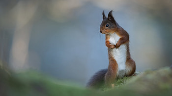 Squirrel, animal, nuts, chipmunk HD wallpaper