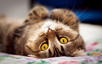 Animals, Cat, Eyes, Moustache, Mustache HD wallpaper