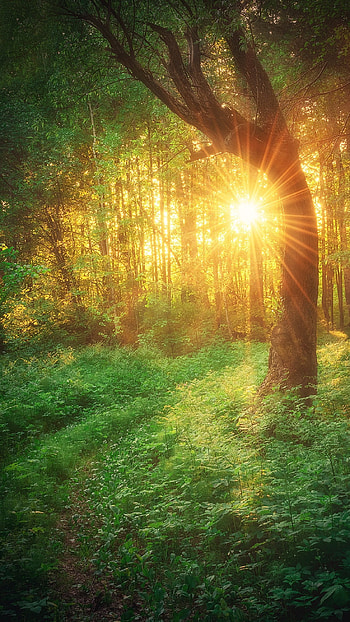 Forest, Sunset HD phone wallpaper