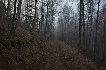 Nature, Trees, Forest, Fog, Path HD wallpaper