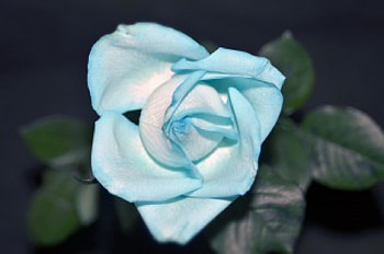 I am Blue, blue, rose, roses, flower HD wallpaper