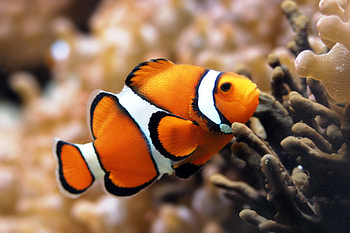 Captivating clownfish background, , Beautiful aquatic life, Underwater charm HD wallpaper